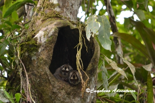 Cuyabeno, Jungle experience in the Amazon