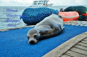 On a cruise at the Galapagos 