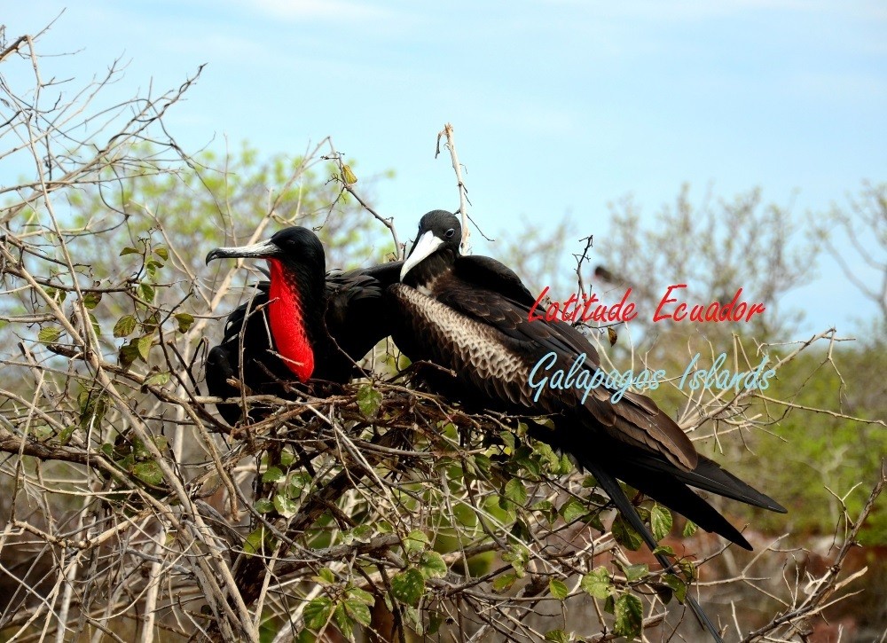 The Galapagos Islands