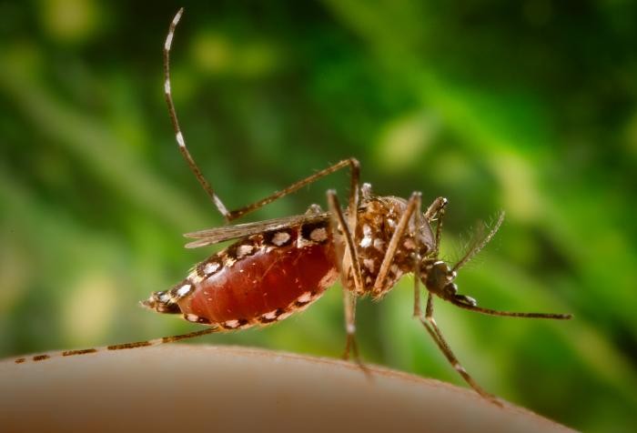 Mosquito transmitted diseases in Ecuador