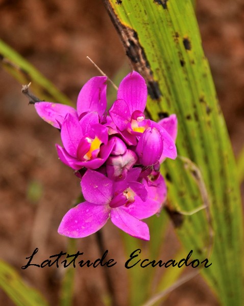 Orchid Ecuador Orchid Ecuador