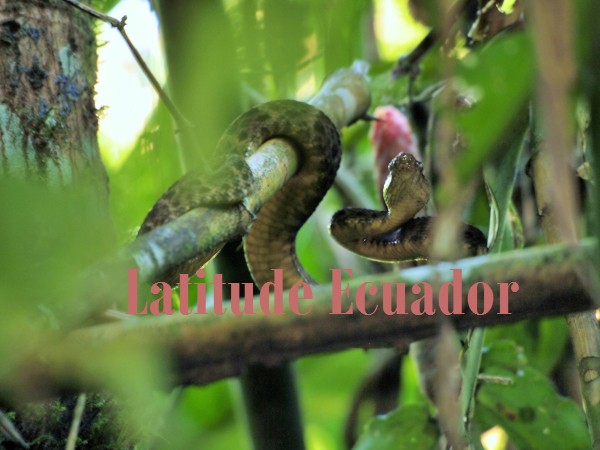 My Husband Was Bitten By Snake
