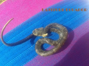 Snake that bite my husband was still a baby