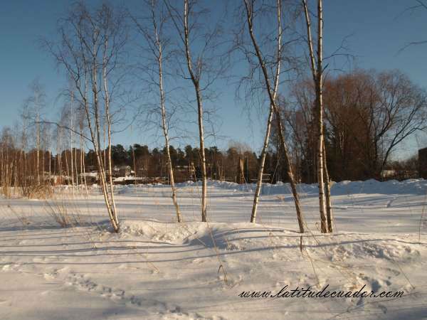 Winter